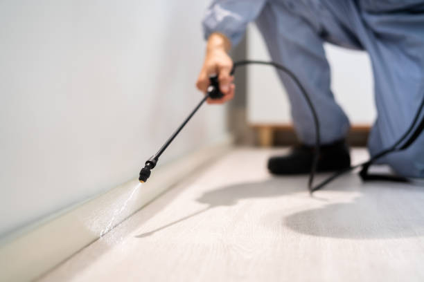 Professional exterminator conducting IPM assessment in Chesnut Hill